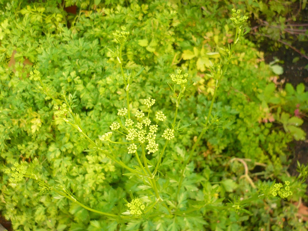 Petroselinum crispum subsp. crispum (Apiaceae)
